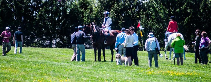 A horse racer prepares for action.