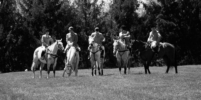 A classic depiction of equine beauty - taken by MHRPA resident photographer slash artist!